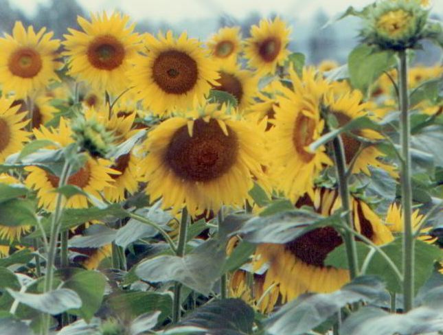sunflowerfield1